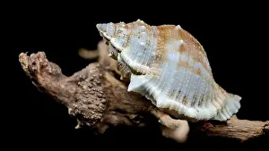 Driftwood Prints: Close-up of a Bursa spinosa seashell displayed on textured driftwood against a black background