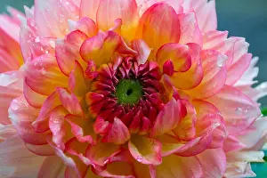 Flower Arrangement Prints: Close-up of a cactus type Dahlia Bloom with Water Droplets