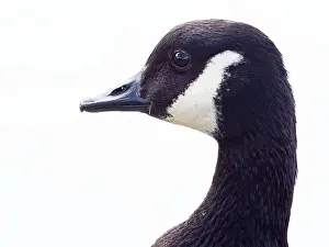 Canadian Goose Prints: Close-Up of a Canada Goose. head isolated on white background ( Branta Canadensis )