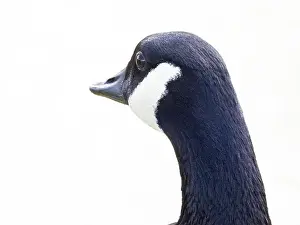 Canadian Goose Prints: Close-Up of a Canada Goose. head isolated on white background ( Branta Canadensis )