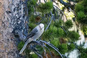 Cautious Prints: close-up of a Canada jay (Perisoreus canadensis)