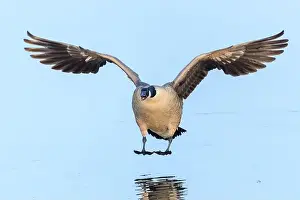 Migrating Prints: Close-up of Canadian geese Branta canadensis in flight migrating