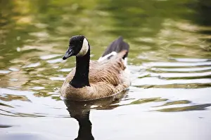 Avifauna Prints: Close-up of a Canadian Goose gracefully gliding on tranquil lake water
