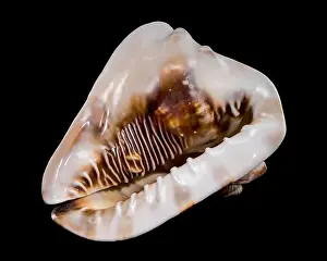 Cassis Tuberosa Prints: Close-up of a Cassis tuberosa, King Helmet Shell against a black background