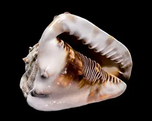 Cassis Tuberosa Prints: Close-up of a Cassis tuberosa, King Helmet Shell against a black background