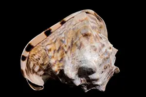 Cassis Tuberosa Prints: Close-up of a Cassis tuberosa, King Helmet Shell against a black background