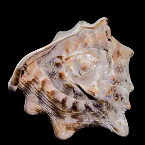 Cassis Tuberosa Prints: Close-up of a Cassis tuberosa, King Helmet Shell against a black background