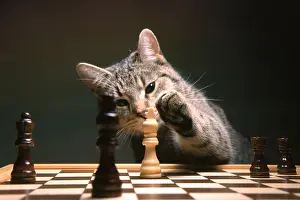 Bourbon Prints: Close-up of cat playing chess