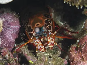 Cnidaria Prints: Close-up of a clown mantis shrimp (Odontodactylus scyllarus) in a coral environment