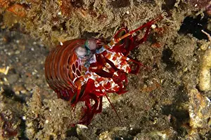 Variegated Prints: Close-up of a clown mantis shrimp (Odontodactylus scyllarus) on a sandy seabed