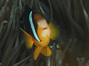 Bony Fishes Prints: Close-up of a clownfish, Clark's anemonefish (Amphiprion clarkii)