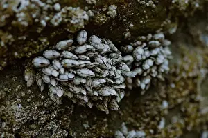 Earthy Prints: Close-up of clustered barnacles attached to a rocky surface