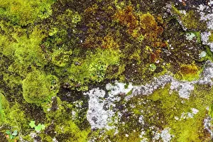 Lichen Prints: Close-up of colorful moss and lichen covering a rock surface