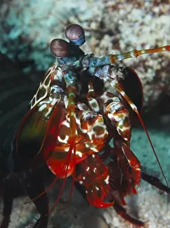 Different Coloured Prints: Close-up of a colourful clown mantis shrimp (Odontodactylus scyllarus) with striking eyes