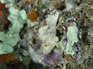 Camouflaging Prints: A close-up of colourful sea sponges and corals under water