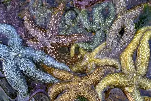 Echinoderm Prints: Close-up of colourful starfish (Echinodermata spec)