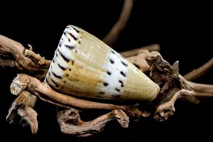 Earthy Prints: A close-up of a Conus mustelinus shell with unique spotted patterns resting on rugged driftwood