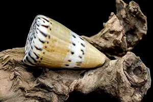 Earthy Prints: A close-up of a Conus mustelinus shell with unique spotted patterns resting on rugged driftwood