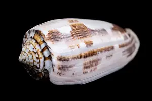 Tropical Seas Prints: Close-up of a Conus striatus, commonly known as the striated cone shell