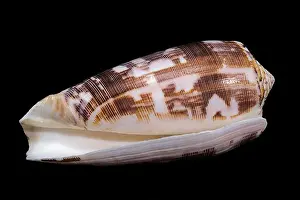Tropical Seas Prints: Close-up of a Conus striatus, commonly known as the striated cone shell