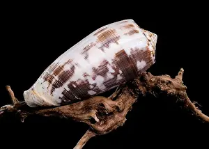Tropical Seas Prints: Close-up of a Conus striatus, commonly known as the striated cone shell