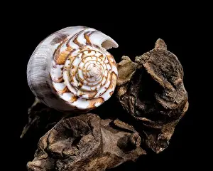 Tropical Seas Prints: Close-up of a Conus striatus, commonly known as the striated cone shell