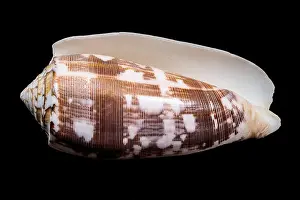 Tropical Seas Prints: Close-up of a Conus striatus, commonly known as the striated cone shell