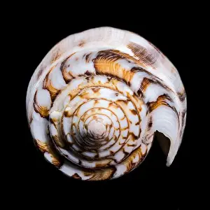 Tropical Seas Prints: Close-up of a Conus striatus, commonly known as the striated cone shell