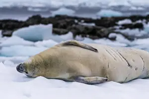 Earless Seal Prints: Close-up of a crabeater seal -Lobodon carcinophaga- resting on a small iceberg near the fish islands on the Antarctic