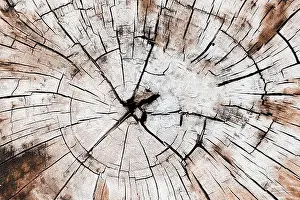 Natural Material Prints: Close-up of cracked tree trunk with dry rings