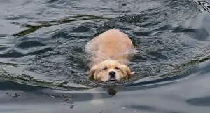 Labrador Retriever Prints: Close-up of a cream labrador retriever dog swimming in ocean, British Columbia, Canada