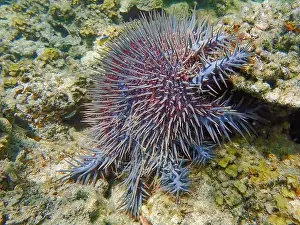 Crown Of Thorns Prints: Close-up of a Crown-of-Thorns starfish with red and blue thorns