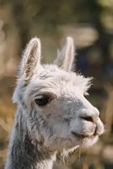 Alpaca Prints: Close-up of a curious alpaca in a serene outdoor setting
