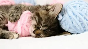 Domestic Cat Prints: Close-up Cute tabby Cat sleeping with pink and light blue balls skeins of thread on white bed