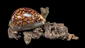 Sea Inspired Prints: Close-up of a Cypraea caputserpentis seashell resting on rugged driftwood