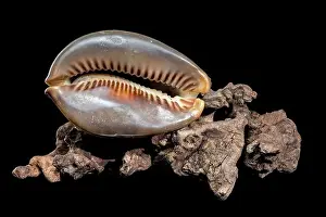 Driftwood Prints: Close-up of a Cypraea caputserpentis seashell resting on rugged driftwood
