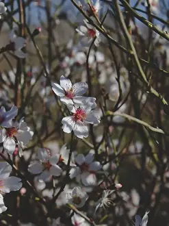 Soft Focus Prints: Close-up of delicate almond blossoms with soft bokeh and natural sunlight filtering through branches in early sping