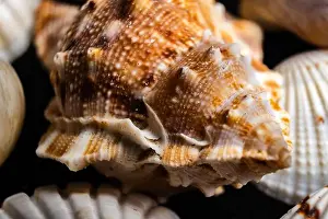 Natural Textures Prints: Close-up of a detailed seashell with marine colors on a sandy background