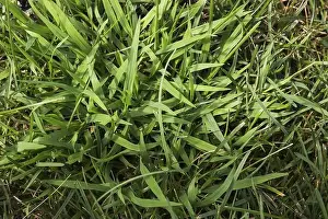 Equus Prints: Close-up of Digitaria ciliaris
