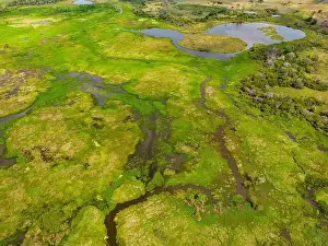 Caiman Prints: Close-up drone shot of the bright green flooded grasslands of the Pantanal in Brasil