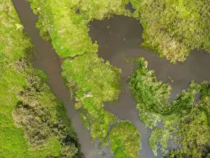Caiman Prints: Close-up drone shot of the bright green flooded grasslands of the Pantanal in Brasil