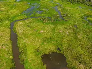 Caiman Prints: Close-up drone shot of the bright green flooded grasslands of the Pantanal in Brasil