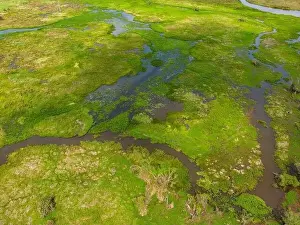 Caiman Prints: Close-up drone shot of the bright green flooded grasslands of the Pantanal in Brasil
