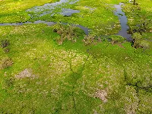 Caiman Prints: Close-up drone shot of the bright green flooded grasslands of the Pantanal in Brasil