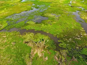 Caiman Prints: Close-up drone shot of the bright green flooded grasslands of the Pantanal in Brasil