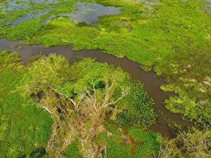 Caiman Prints: Close-up drone shot of the bright green flooded grasslands of the Pantanal in Brasil