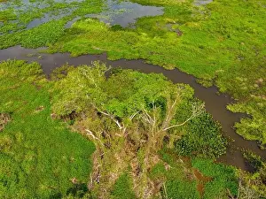 Caiman Prints: Close-up drone shot of the bright green flooded grasslands of the Pantanal in Brasil