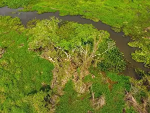 Caiman Prints: Close-up drone shot of the bright green flooded grasslands of the Pantanal in Brasil