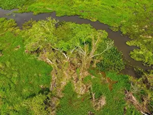 Caiman Prints: Close-up drone shot of the bright green flooded grasslands of the Pantanal in Brasil