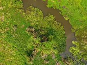 Caiman Prints: Close-up drone shot of the bright green flooded grasslands of the Pantanal in Brasil